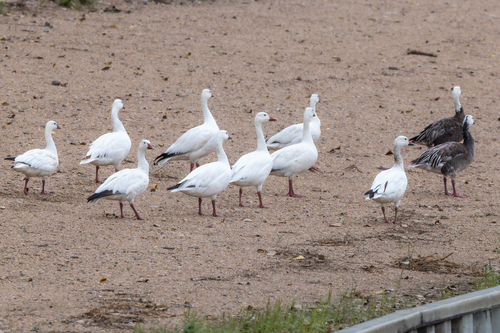 Snow Goose