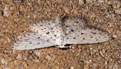 Sigela basipunctaria