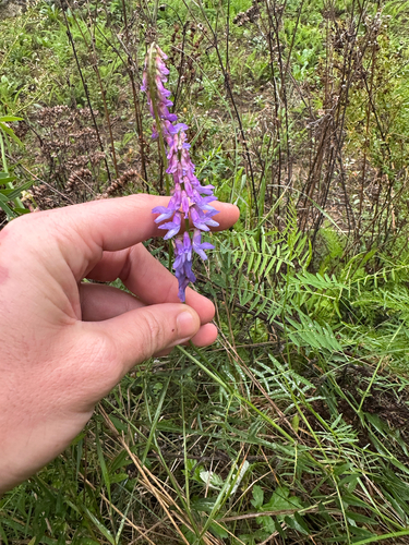 tufted vetch