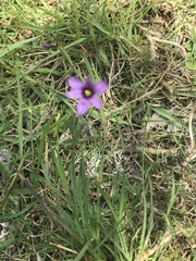 Sisyrinchium scabrum