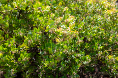 Arctostaphylos pilosula