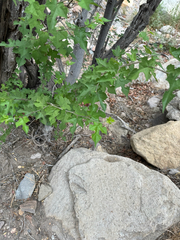 Morus microphylla