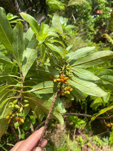 Coprosma longifolia observed 2026-09-18