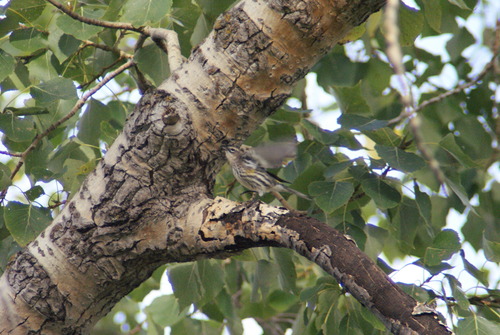 Yellow-rumped Warbler