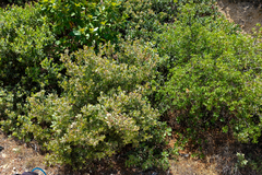 Arctostaphylos pilosula