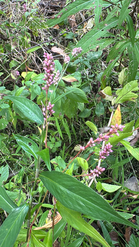 low smartweed