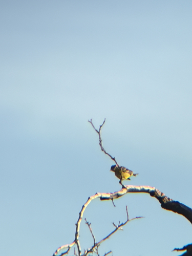 Western Tanager