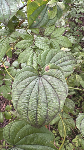 wild yam
