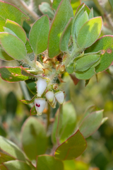 Arctostaphylos pilosula
