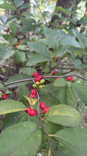 northern spicebush