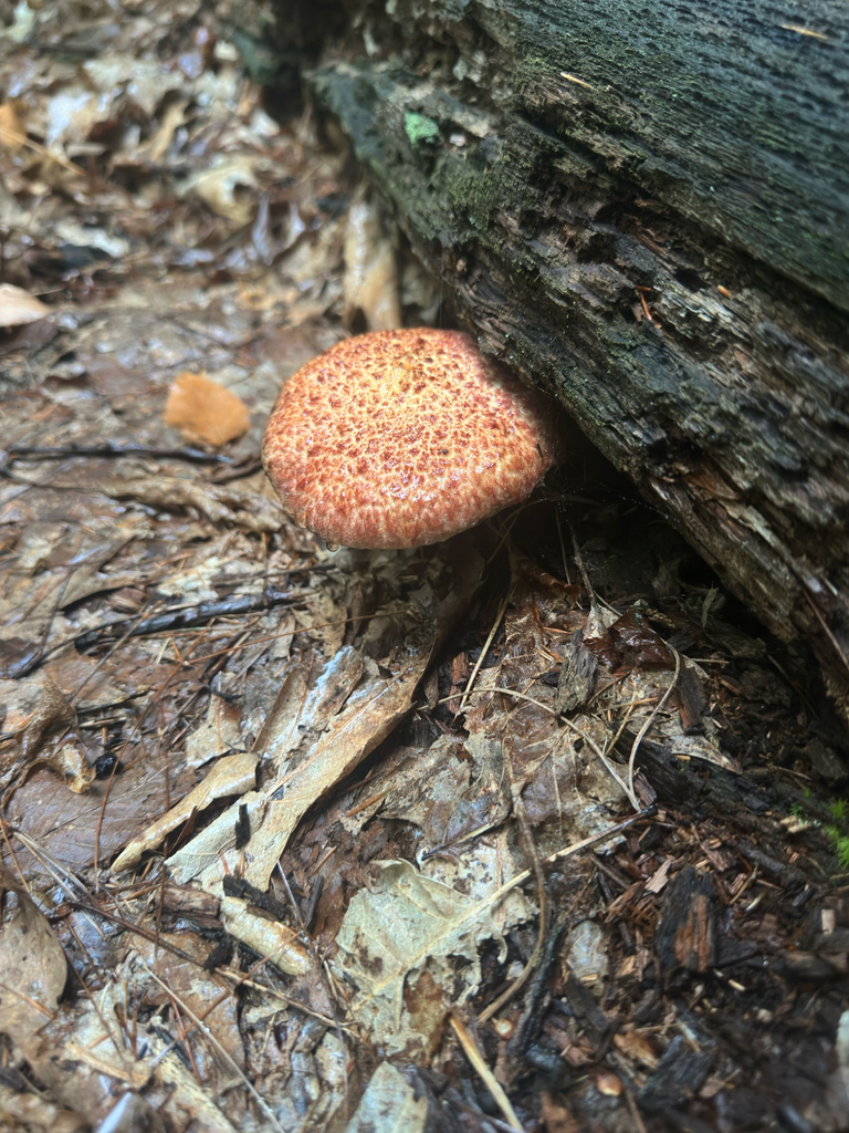 Painted Suillus · September 2026 · photo: Photo: no rights reserved · iNaturalist