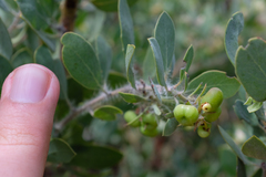 Arctostaphylos pilosula