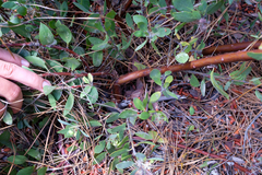 Arctostaphylos pilosula