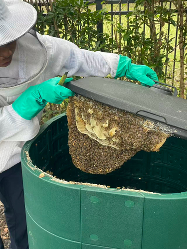Asian Honey Bee