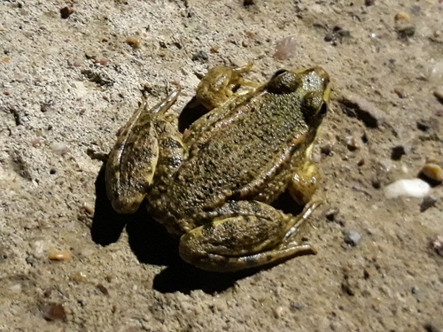 Marsh Frog