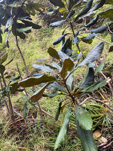 Pittosporum confertiflorum observed 2026-09-18