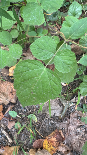 wineberry