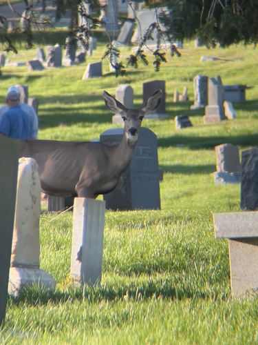 Rocky Mountain Mule Deer