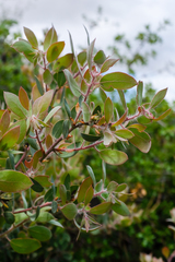 Arctostaphylos pilosula