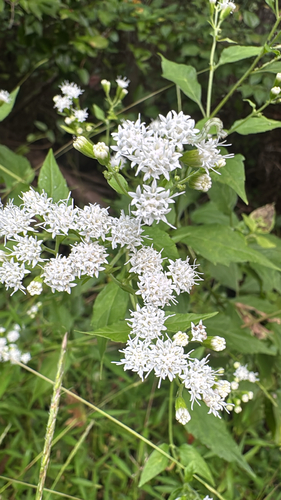 white snakeroot