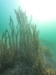 Carpophyllum plumosum