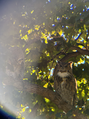 Great Horned Owl
