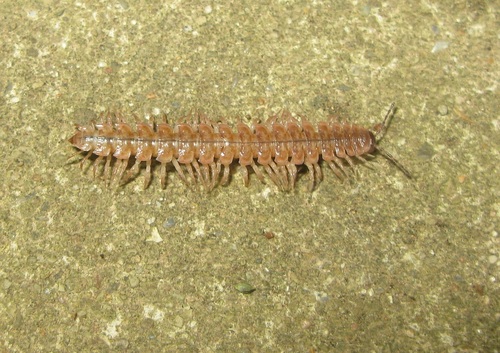 Common Pink Flat-back
