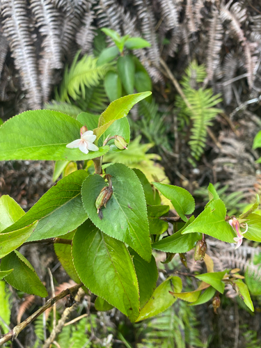 Viola chamissoniana observed 2026-09-18