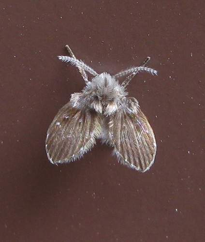 Bathroom Moth Fly