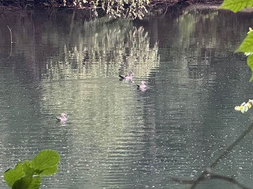 Wood Duck