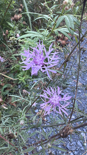 spotted knapweed