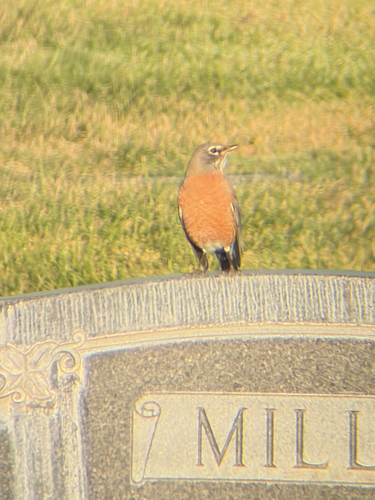 American Robin