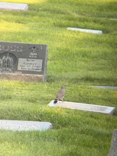 Northern Flicker