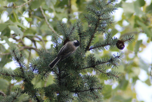 Black-capped Chickadee