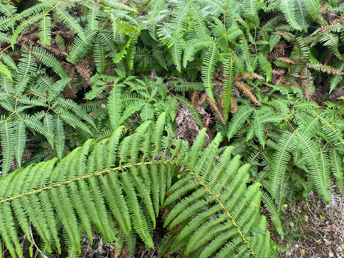 Diplopterygium pinnatum observed 2026-09-18