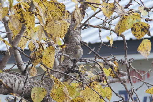 Yellow-rumped Warbler