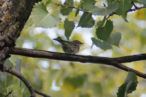 Yellow-rumped Warbler