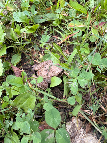 Wood Frog