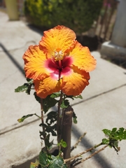 Hibiscus rosa-sinensis