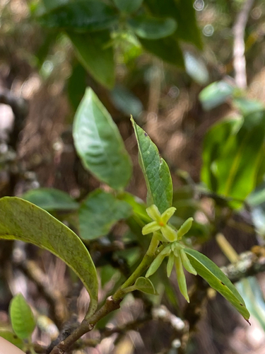 Wikstroemia oahuensis observed 2026-09-18