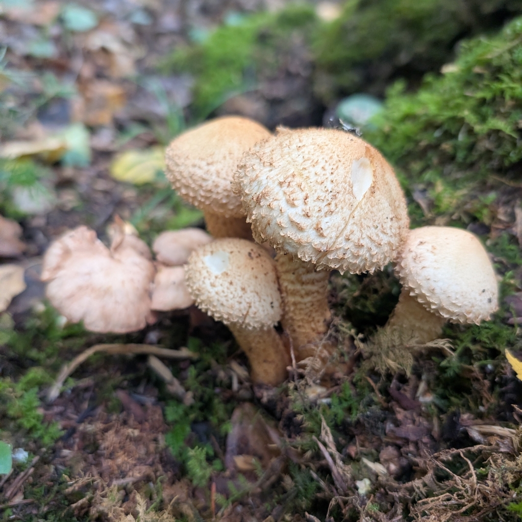 shaggy scalycap · September 2026 · photo: Photo: (c) Jon, some rights reserved (CC BY) · iNaturalist