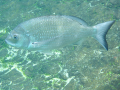 Acanthopagrus australis