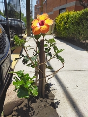 Hibiscus rosa-sinensis