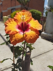 Hibiscus rosa-sinensis