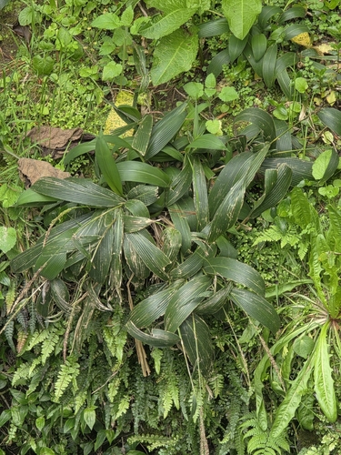 Setaria palmifolia, photograph 6