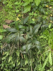Setaria palmifolia, photograph author not stated, no rights reserved