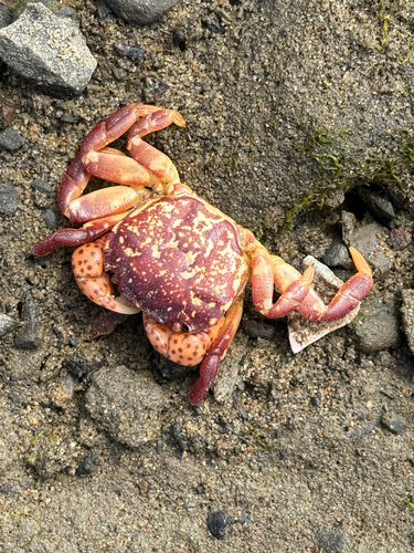 Purple Shore Crab