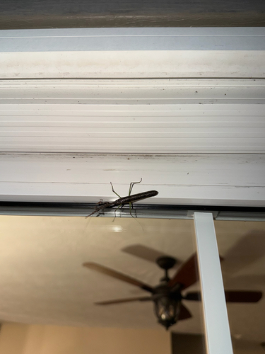 Carolina Mantis