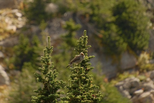 Northern Flicker