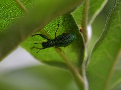 Hadromeropsis scintillans